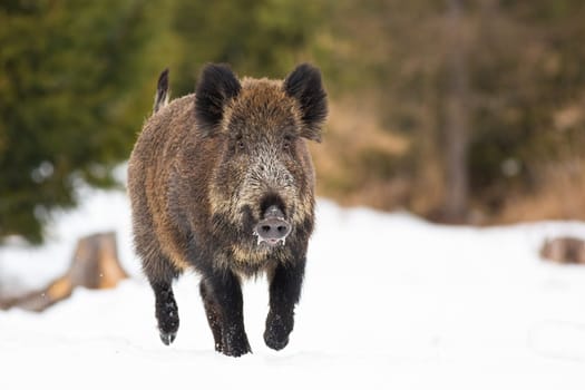 Wild boar, sus scrofa, sprinting on pasture in wintertime nature. Hairy brown mammal running forward on white meadow. Dirty swine in movement in snowy forest.
