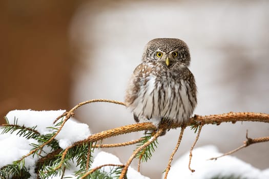 Eurasian pygmy owl, glaucidium passerinum, sitting on twig in wintertime. Wild white and brown bird looking to the camera on snowy branch. Small predator watching on bough with copy space.