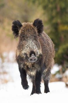 Wild boar, sus scrofa, walking to meadow in wintertime nature in vertical composition. Hairy swine approaching from front to the camera on white field. Dirty brown wild animal going on snowy pasture.