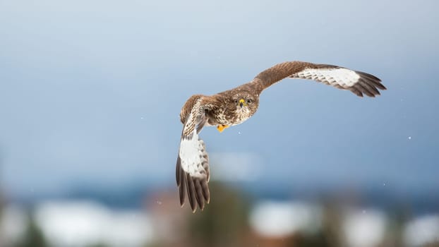 Majestic common buzzard, buteo buteo, flying in the air during winter. Bird of prey hovering midar with sky and snowy field in background. Front view of wild feathered animal with spread wings.