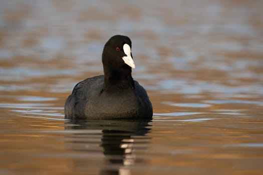 Eurasian coot, fulica atra, floating on water in autumn nature. Dark bird swimming in river in spring. Black feathered animal with white beak looking from lake.