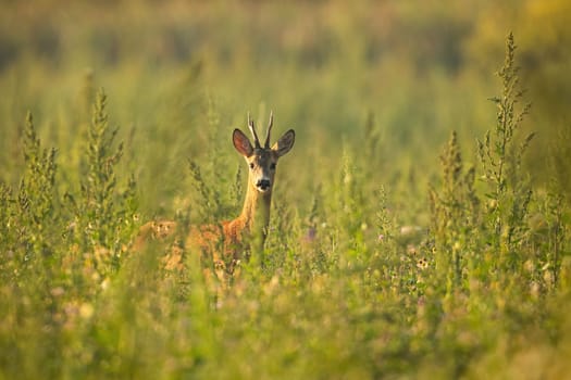 Roe deer, capreolus capreolus, standing on meadow in summertime nature. Wild roebuck looking to the camera in wildflowers with copy space. Brown antlered mammal watching in long grass.