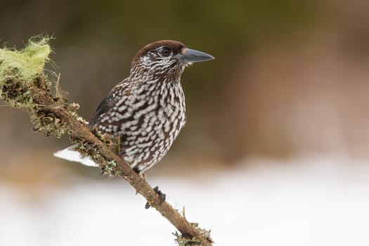 Spotted nutcracker, nucifraga caryocatactes, sitting on branch in winter nature. Brown and white bird resting on twig in wintertime. Feathered dark animal observing on bough.