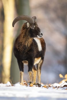 Mouflon, ovis orientalis, standing in forest in wintertime nature. Wild sheep male looking aside on snowy leaves on ground. Brown ram with rounded horns watching in white woodland.