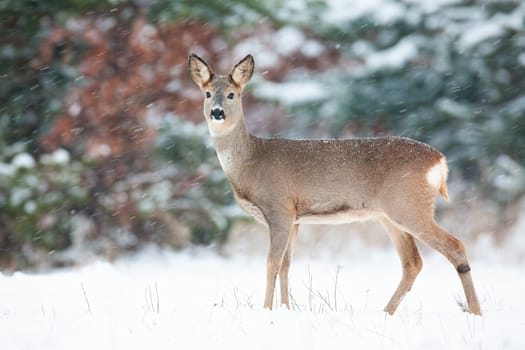 Roe deer, capreolus capreolus, doe standing on white field during snowing. Wild mammal looking to the camera in snowstorm. Brown female animal observing on snowy meadow.