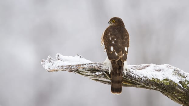 Eurasian sparrowhawk, accipiter nisus, sitting on branch in winter nature. Bird of prey observing on snowy bough from back. Feathered brown predator looking on white twig with copy space.
