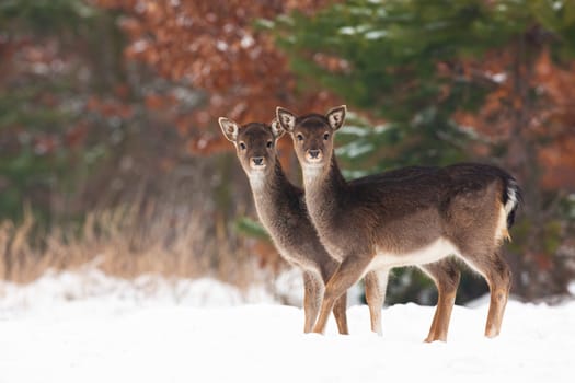 Young fallow deer, dama dama, siblings standing on field in winter. Two baby animals looking to the camera on snow. Juvenile wild mammals observing on snowy meadow.