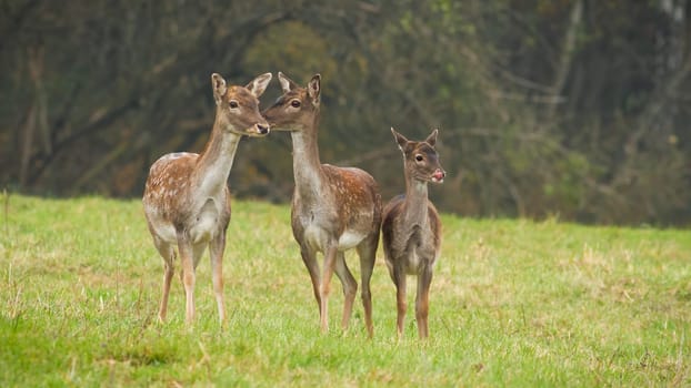 Three fallow deer, dama dama, standing on meadow in autumn nature. Group of hinds looking on grassland in fall. Bunch of young spotted animals watching on green field.