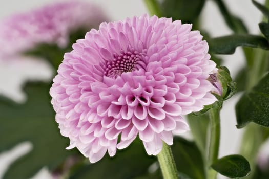 Chrysanthemum Santini Pink, close up of beautiful flower