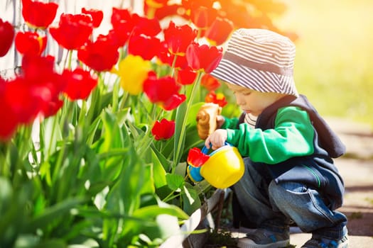Little child walking near tulips on the flower bed in beautiful spring day. Baby boy outdoors in the garden with watering can