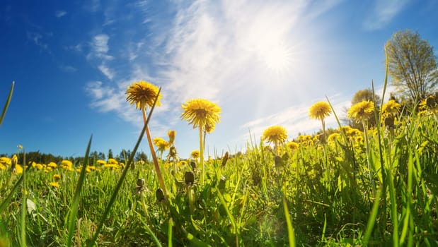 Field with yellow dandelions and blue sky