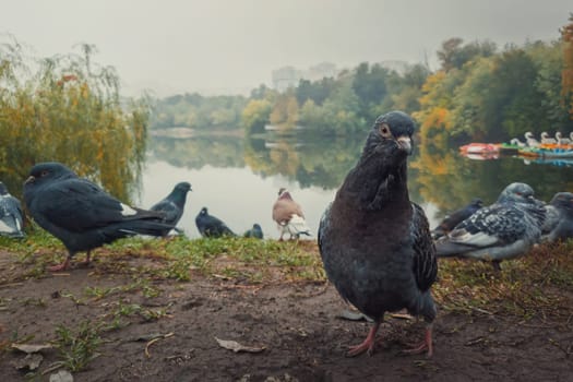 Close up portrait of a single pigeon on the ground in the autumn park. Curious bird looking attentive to camera, posing full body length. Wild dove among a flock stand together in search of food.
