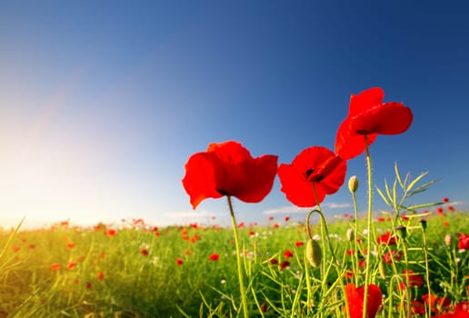 Beautiful poppy flowers on the field at sunset