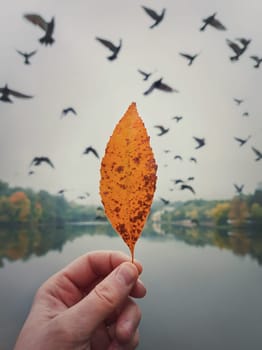 Male hand holding a yellow leaf against the cloudy sky with a flock of flying migratory birds. Autumn mood concept, lifestyle background. Colorful fall trees reflects in the lake water on the horizon
