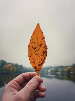 Man hand holding a fallen yellow leaf against the foggy park background. Love autumn mood concept, lifestyle background. Colorful fall trees reflecting in the lake water on the horizon in a calm day.