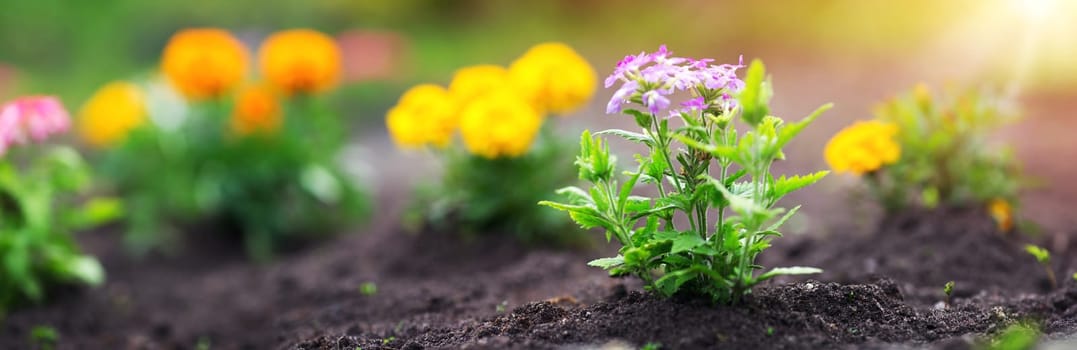 newly planted flowers o the black ground