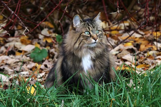 A pretty Norwegian Forest Cat sitting under a tree in autumn