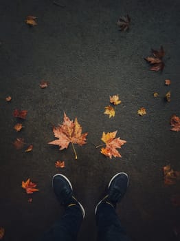 Autumn season lifestyle. High angle view of man feet on the asphalt road with fallen rusted maple leaves. Seasonal background, love fall mood conceptual background. Colorful foliage on the city street