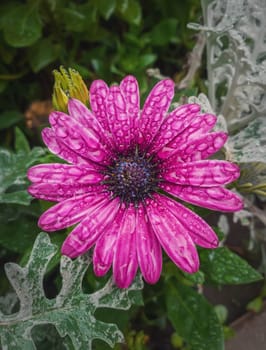 Close up of blooming purple aster with dew drops on the petals. Beautiful autumn flower wet after rain. Natural magenta color blossom in the garden, green leaves background.