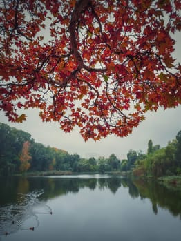Red maple tree leaves on the branches over the calm lake water. Moody autumn season natural background. Colorful foliage in the park in a cloudy fall day. Wild ducks on the pond.