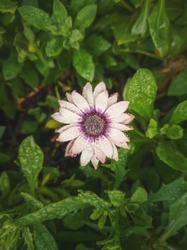 Close up of blooming white aster in the garden against natural vibrant green leaves background. Dew drops on the soft petals after rain. Beautiful autumn flower, natural blossoming.