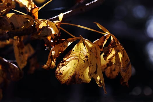 Bright autumn leaves against the sun on a tree