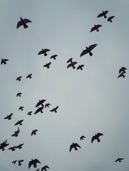 Flock of migratory birds flying over head against the cloudy autumn sky background. Birds silhouettes, nature wildlife. Fall season scene