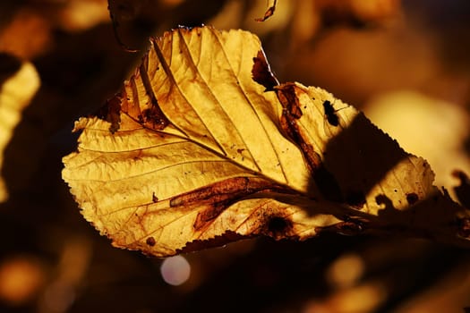 Bright autumn leaves with a fly in the back light of the sun on a tree