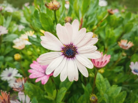 Close up of blooming white asters in the garden against natural green leaves background. Dew drops on the soft petals after rain. Beautiful autumn flowers, natural blossoming.