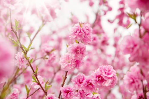 blurred sakura tree background. Spring flowers on beautiful sunny day