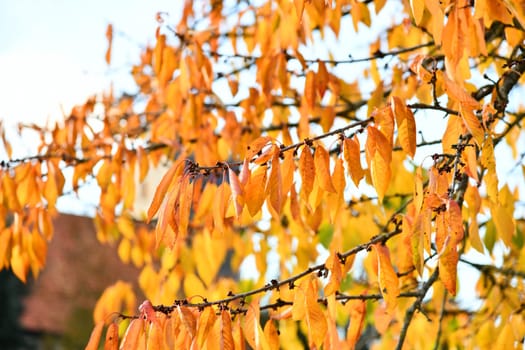 cherry tree in october