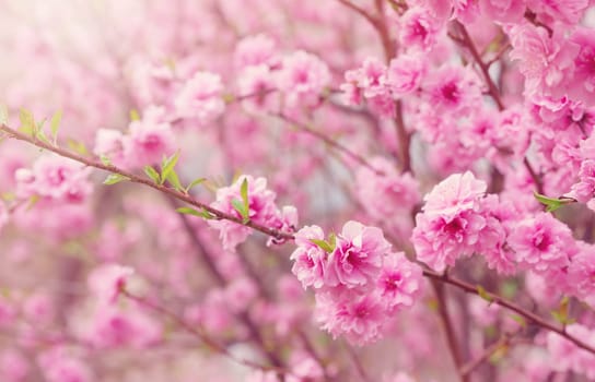 blurred sakura tree background. Spring flowers on beautiful sunny day