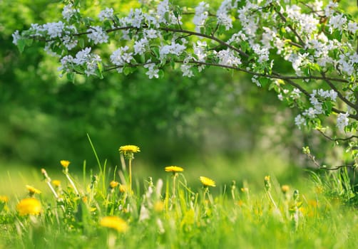 Green field with yellow dandelions. Closeup of yellow spring flowers on the ground