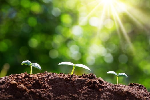 seedlings in the soil. new sprouts on sunny day in the garden in summer