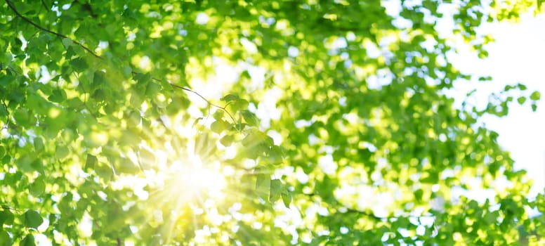 New leaves on green spring background. Fresh foliage in the forest in nature with beautiful sunlight
