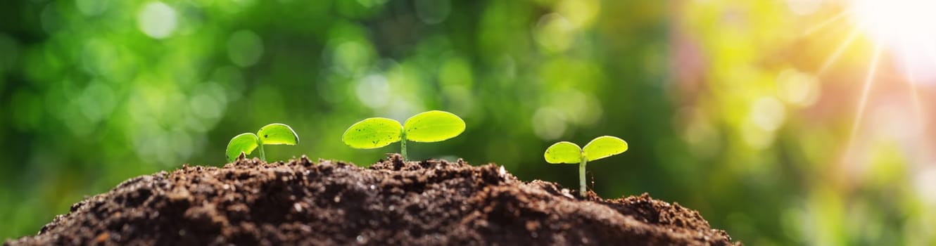 seedlings in the soil. new sprouts on sunny day in the garden in summer