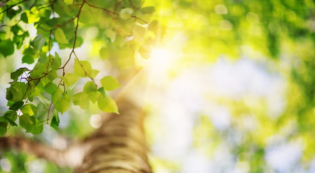 New birch leaves on green spring background. Fresh foliage in the forest in nature with beautiful sunlight