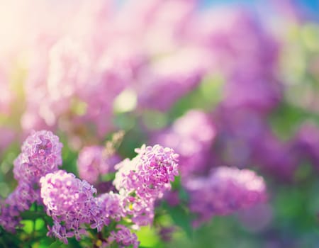 Lilac flowers blooming outdoors. Spring blossom background on sunny day