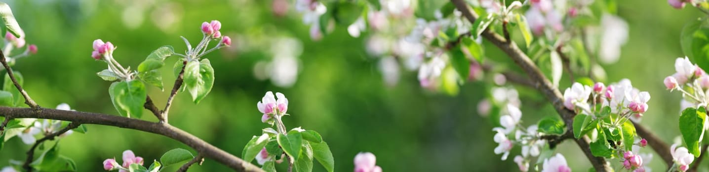 blurred apple tree background. Spring flowers on beautiful sunny day