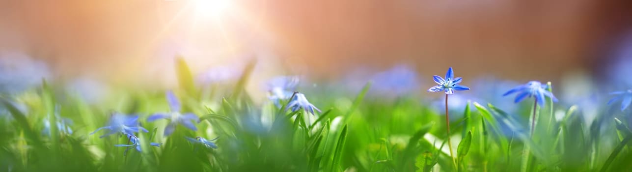 Panoramic view to spring flowers in the park. Scilla blossom on beautiful morning with sunlight in the forest in april