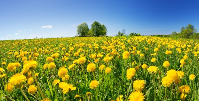 Field with yellow dandelions and blue sky