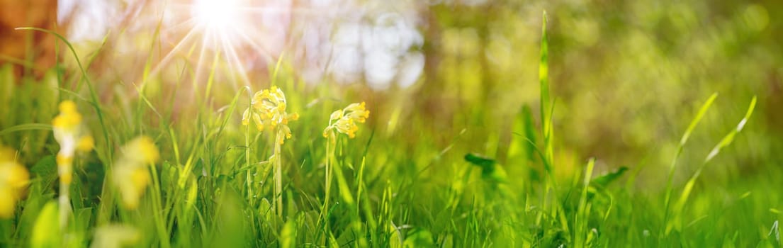 cowslip flowers on the field at evening