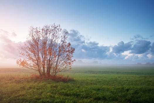 tree foliage in morning light with sunlight. Sunrise on the field