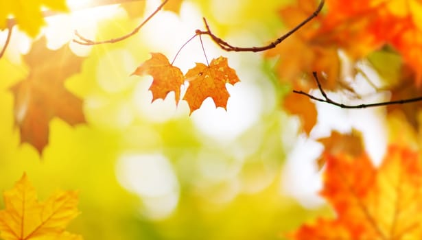 red maple leaves in autumn with beautiful sunlight. Autumnal foliage with blurry background