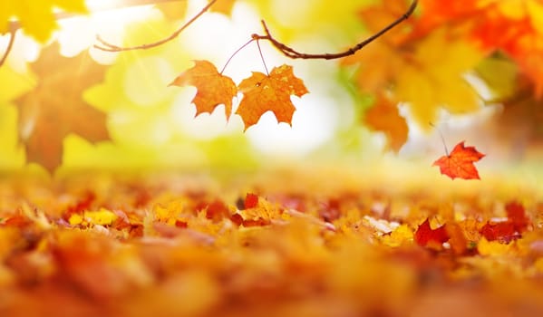 trees with multicolored leaves on the grass in the park. Maple foliage in sunny autumn. Sunlight in early morning in forest