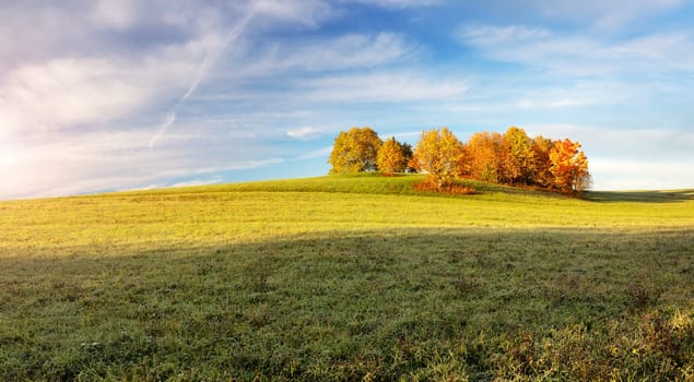 trees with multicolored leaves on the field
