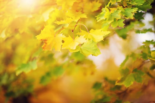 yellow maple leaves in autumn with beautiful sunlight. Autumnal foliage with blurry background