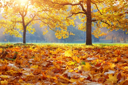 trees with multicolored leaves in the park