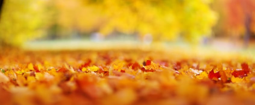 trees with multicolored leaves on the grass in the park. Maple foliage in sunny autumn. Sunlight in early morning in forest