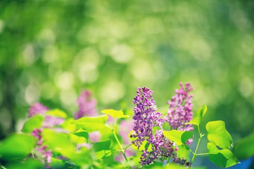 Lilac flowers blooming outdoors. Spring blossom background on sunny day